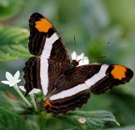 Titelbild mit Schmetterling